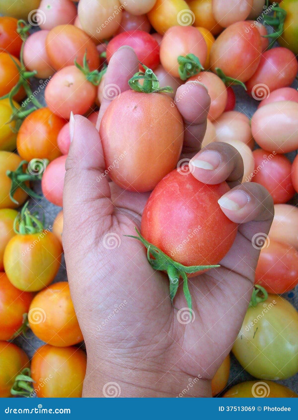 Fresh tomatoes stock image. Image of organic, food, natural 37513069