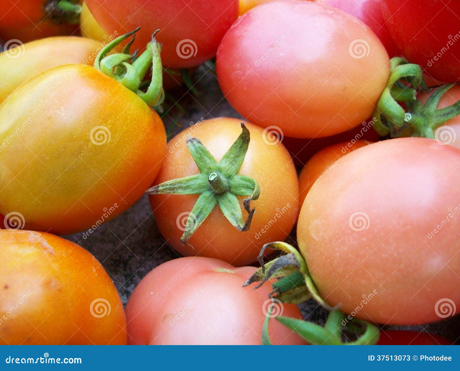 Fresh tomatoes stock image. Image of juicy, fresh, diet 37513073