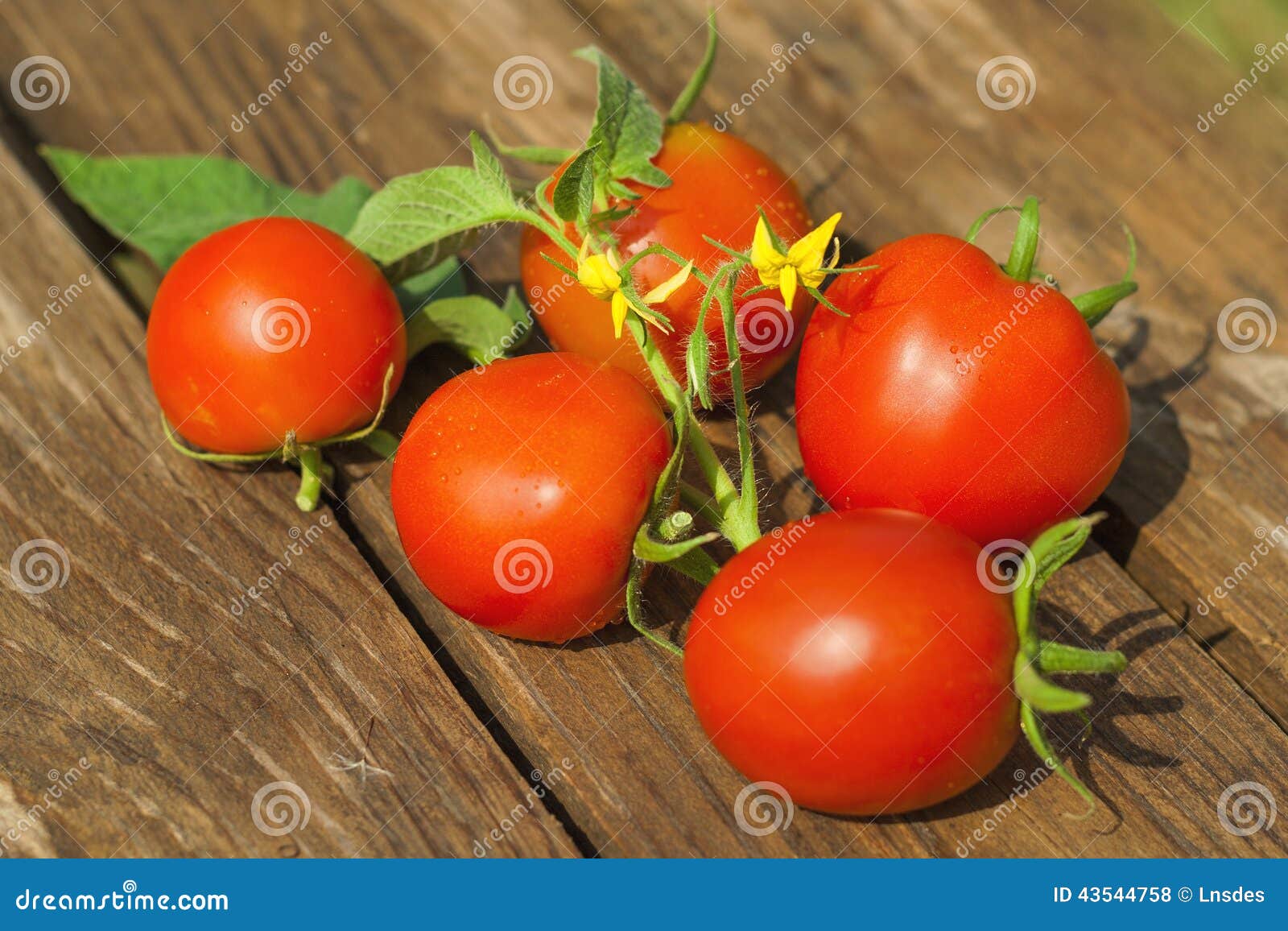 Fresh Tomatoes on Wooden Table Stock Photo Image of background