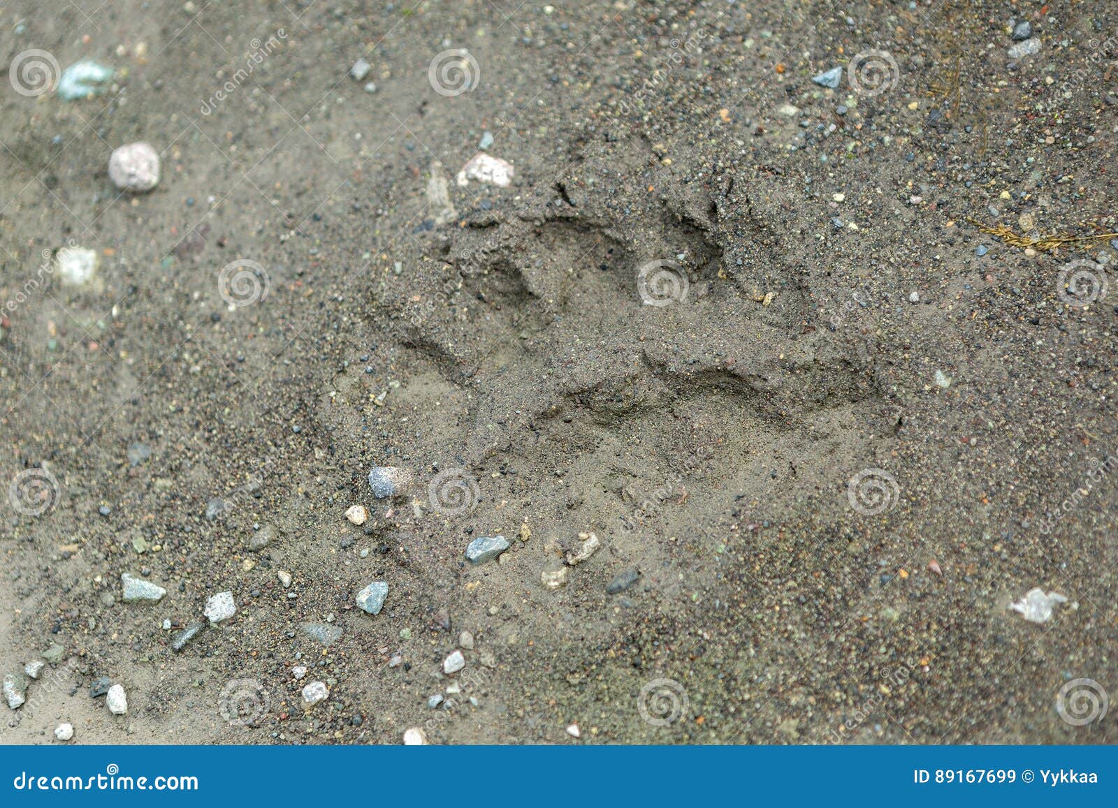 fresh trail of bear paws on the soil on kamchatka peninsula.