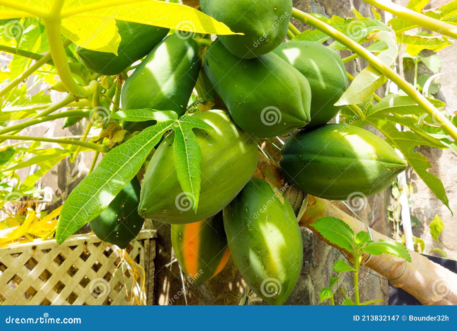Papayas Ripening On A Tree In The Windward Islands Stock Image Image
