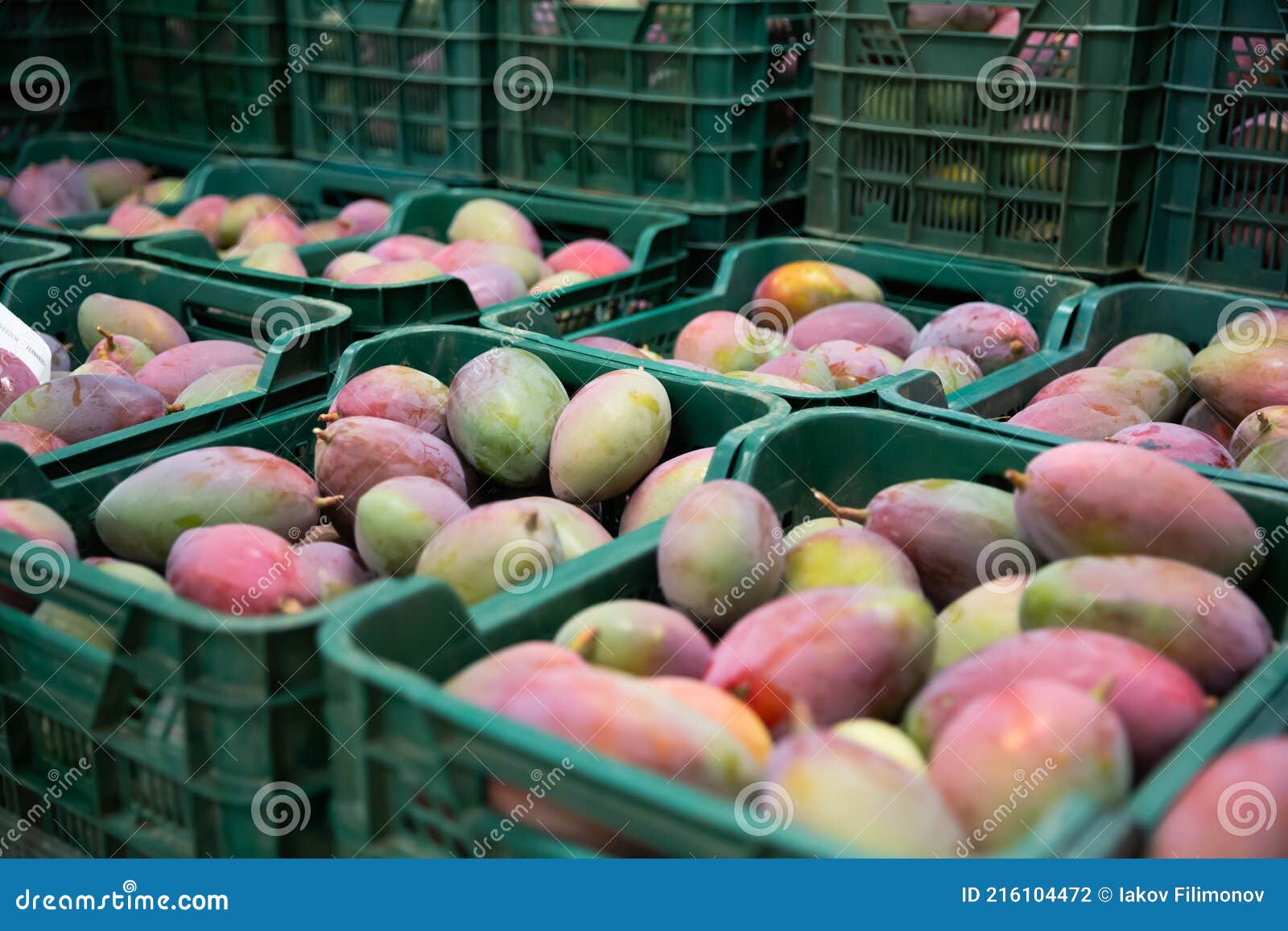 Fresh Tropical Fruit Mango in Crates after Packaging in Warehouse Stock