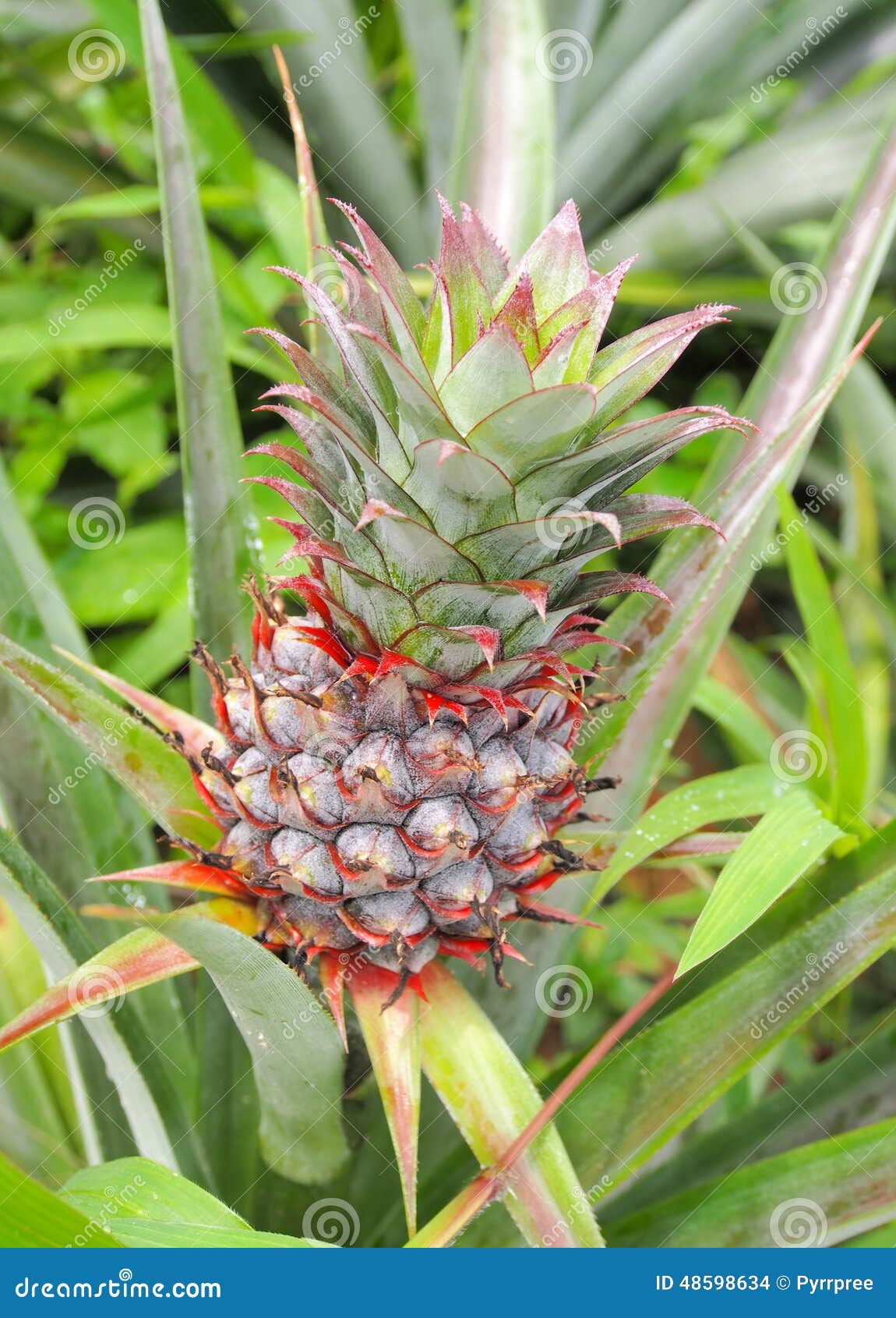 Fresh Tropical Pineapple on the Tree in Farm Stock Photo Image of