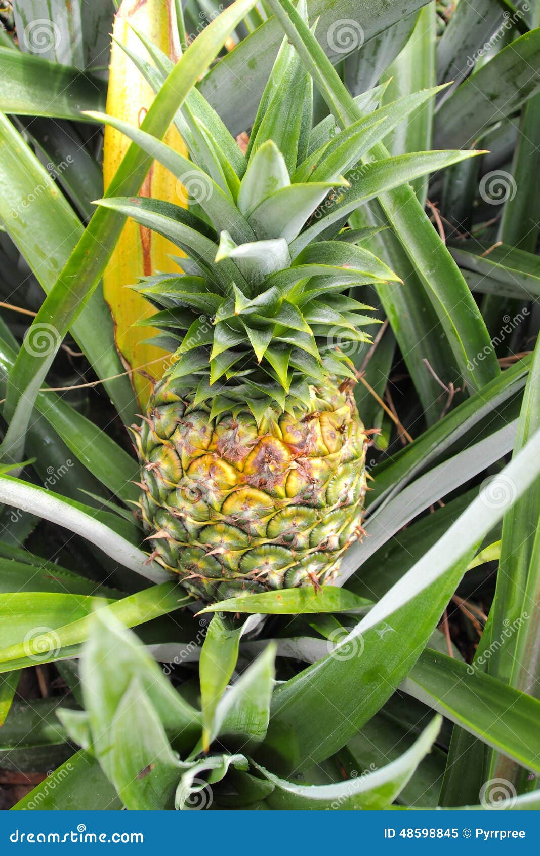 Fresh Tropical Pineapple on the Tree in Farm Stock Image Image of