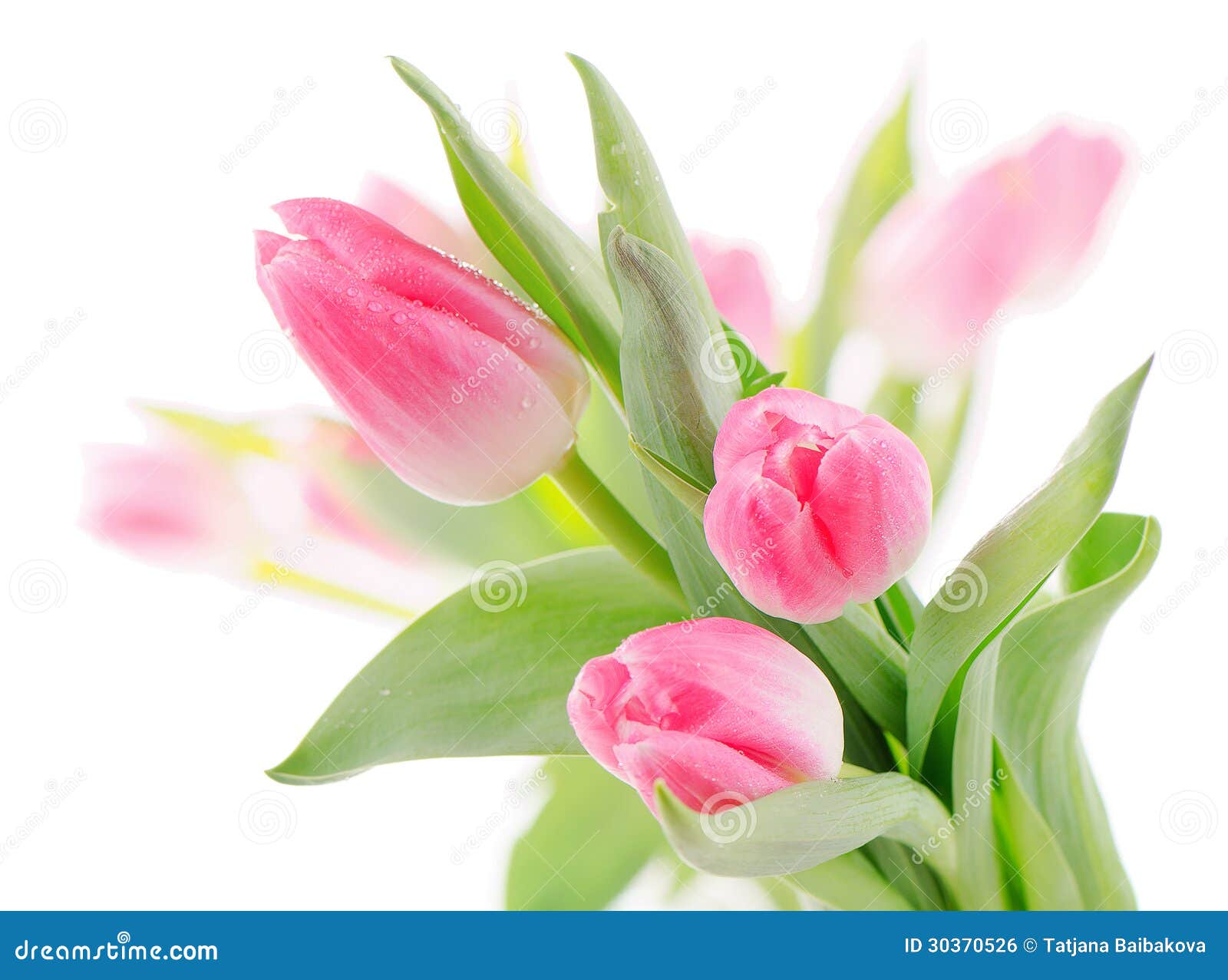 Fresh tulips stock photo. Image of blossom, flower, white - 30370526