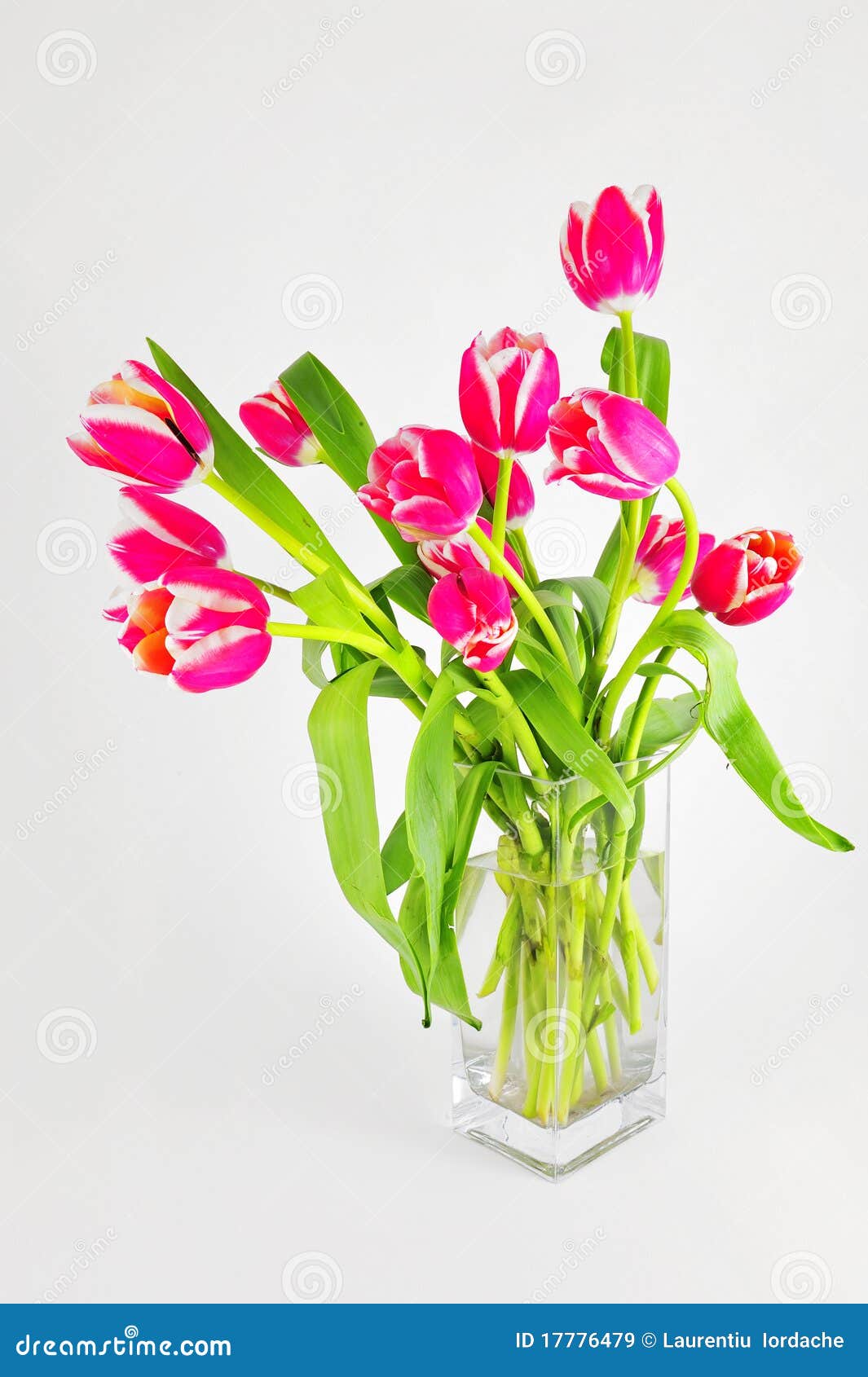 Fresh tulips in vase stock image. Image of florist, april 17776479