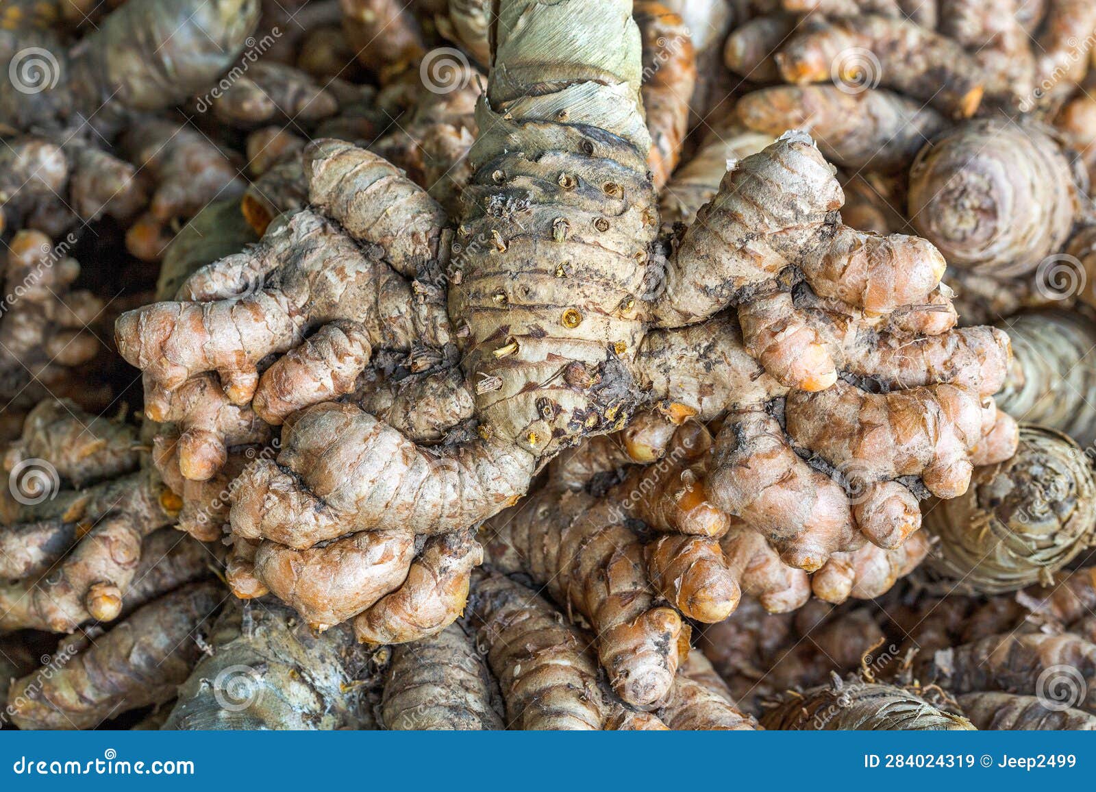 Fresh Turmeric, Medicinal Plant. Stock Image Image of india, ingredient 284024319