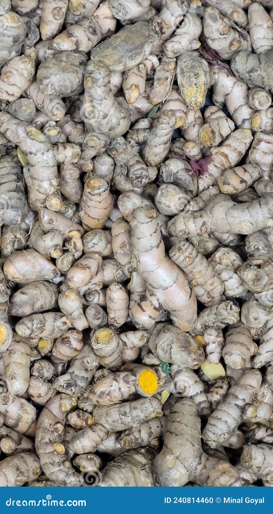 Fresh Turmeric Root of a Plant Stock Photo Image of family, helps