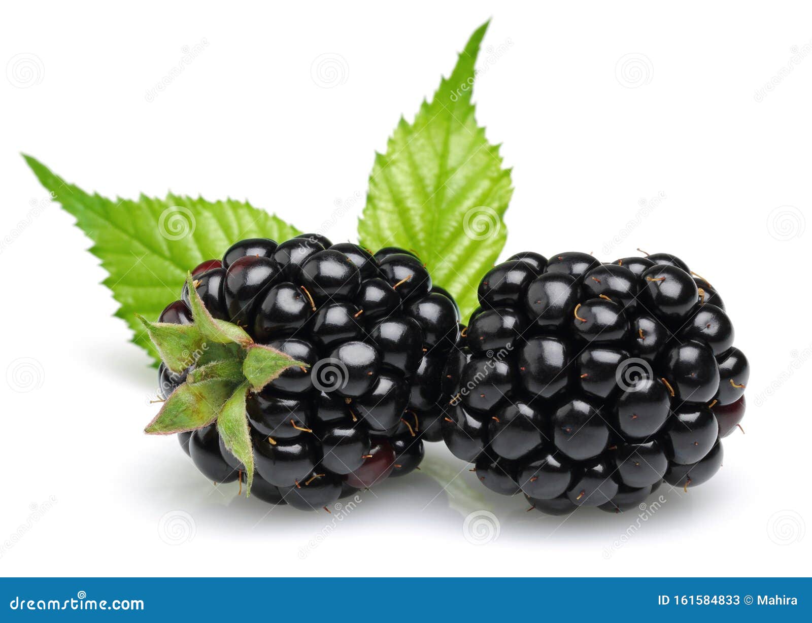 Fresh Two Blackberries with Leaves Isolated Stock Image Image of