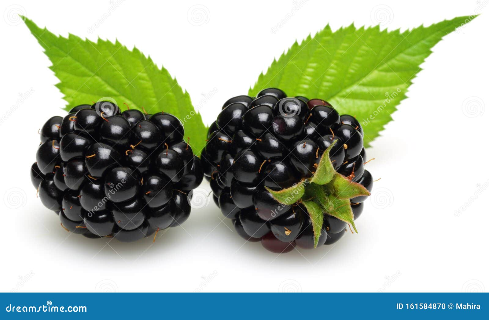 Fresh Two Blackberries with Leaves Isolated Stock Photo Image of diet