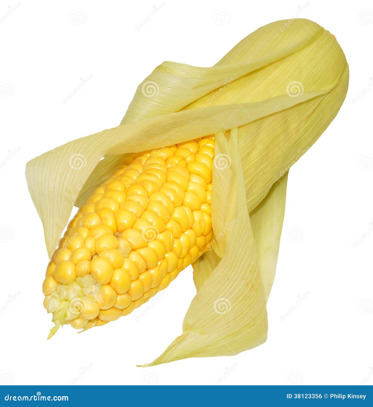 Fresh Uncooked Sweet Corn Cob Stock Photo Image of healthy, corn