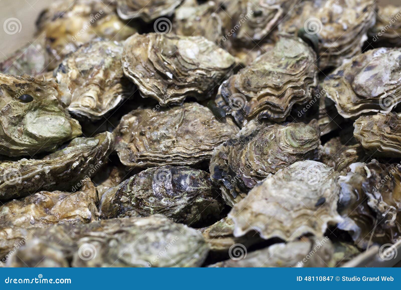 Fresh Unopened Oysters On Display Stock Image Image Of Unopened fresh-unopened-oysters-on-display-stock-image-image-of-unopened