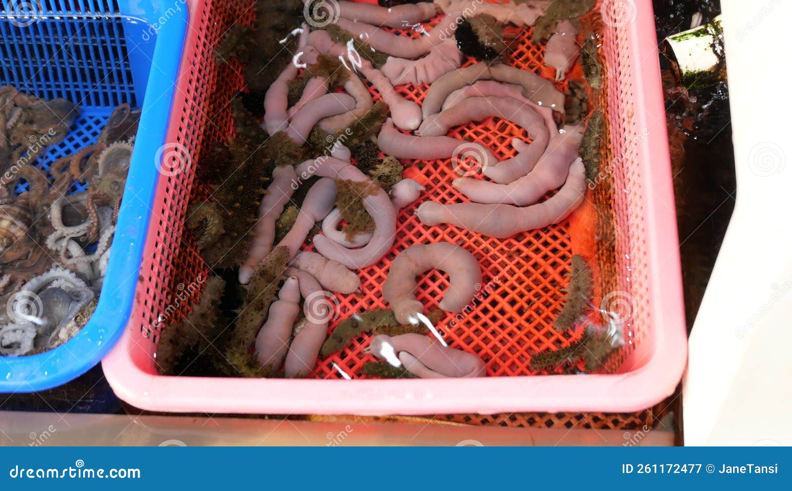 Plastic Crate of Urechis Unicinctus or Penis Fish on Display in Market  Stock Image - Image of fish, harvest: 261172477