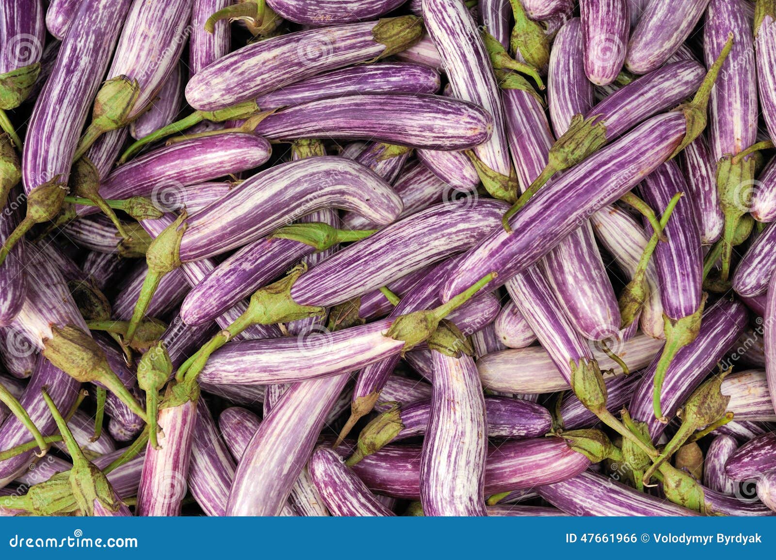 Fresh vegetable eggplant stock photo. Image of diet, green 47661966