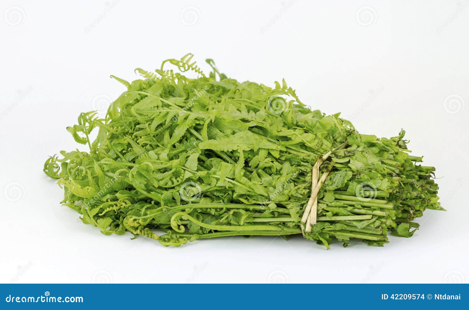 fresh vegetable fern