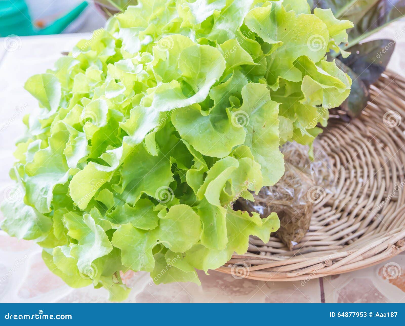 Fresh vegetable lettuce stock image. Image of leaf, crops 64877953