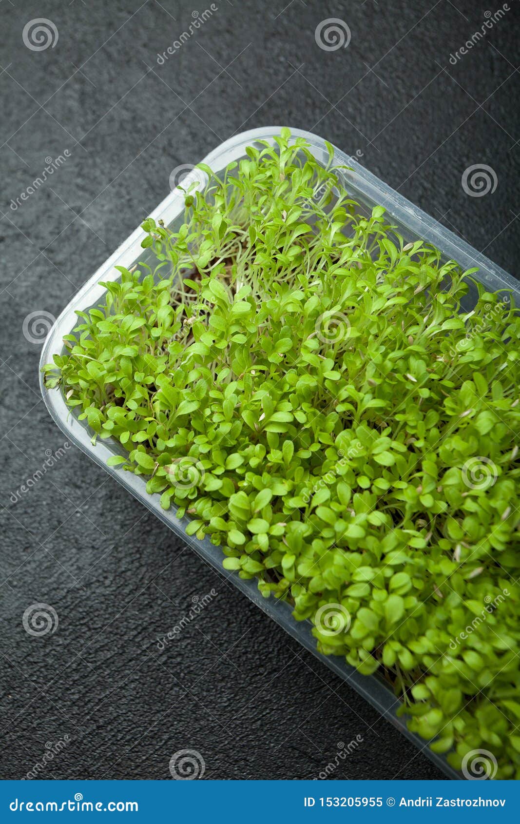 Fresh Vegetable Sprouts for Weight Loss in a Plastic Container Stock