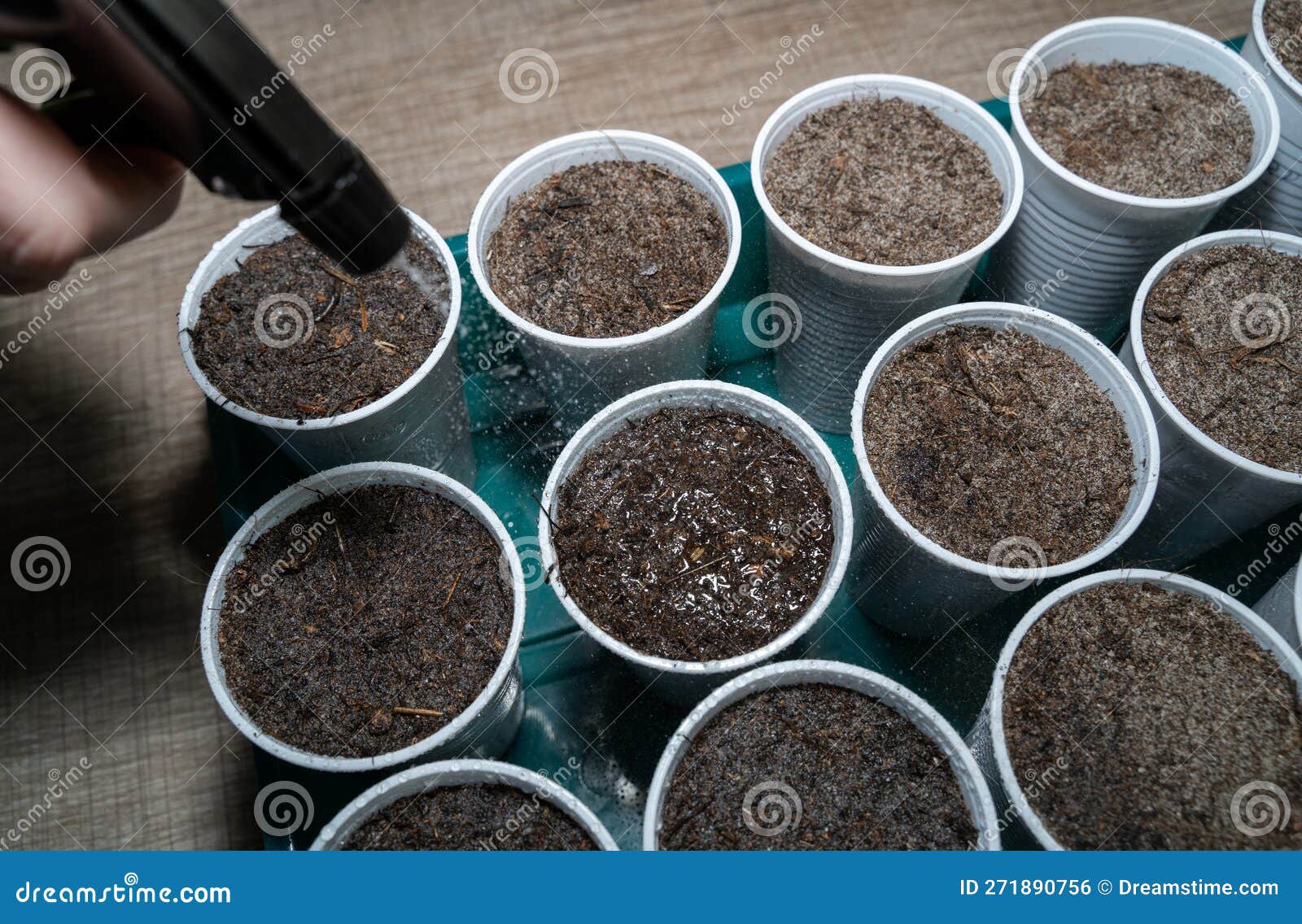 Fresh Vegetables Sowing in Plastic Cups are Watered with a Sprayer