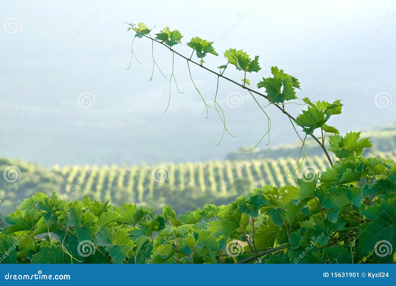 Fresh vine sprout stock image. Image of vineyard, field 15631901