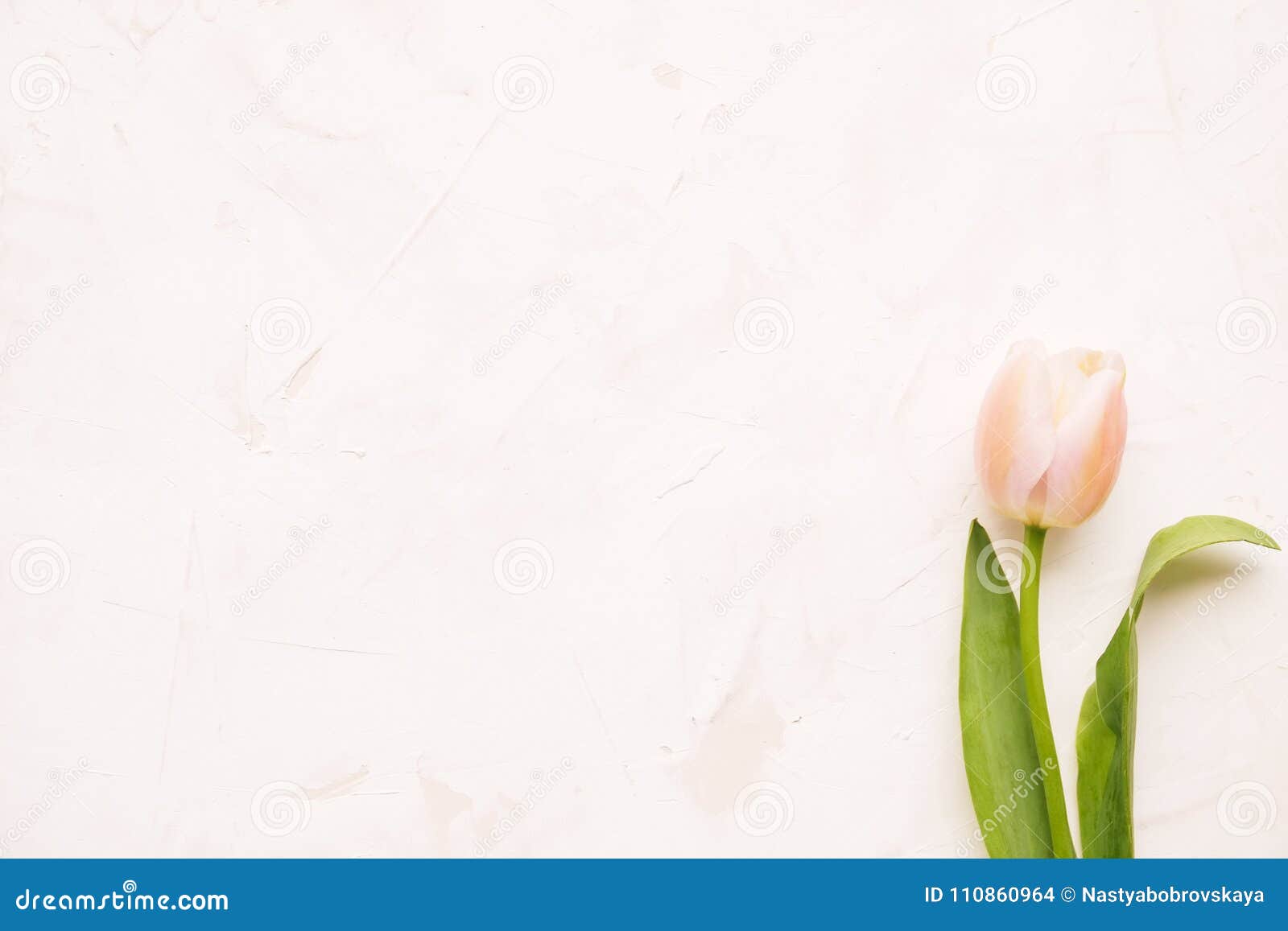 Tender Minimalistic Spring Flowers Composition on Texture Surface ...