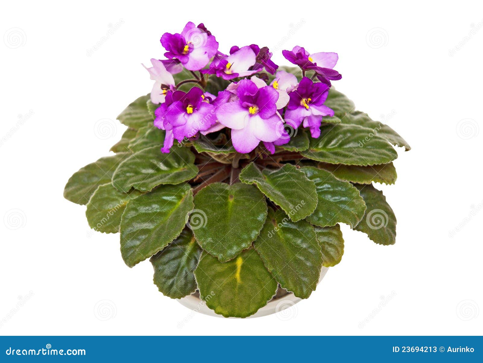Fresh violets stock image. Image of gift, decorative 23694213