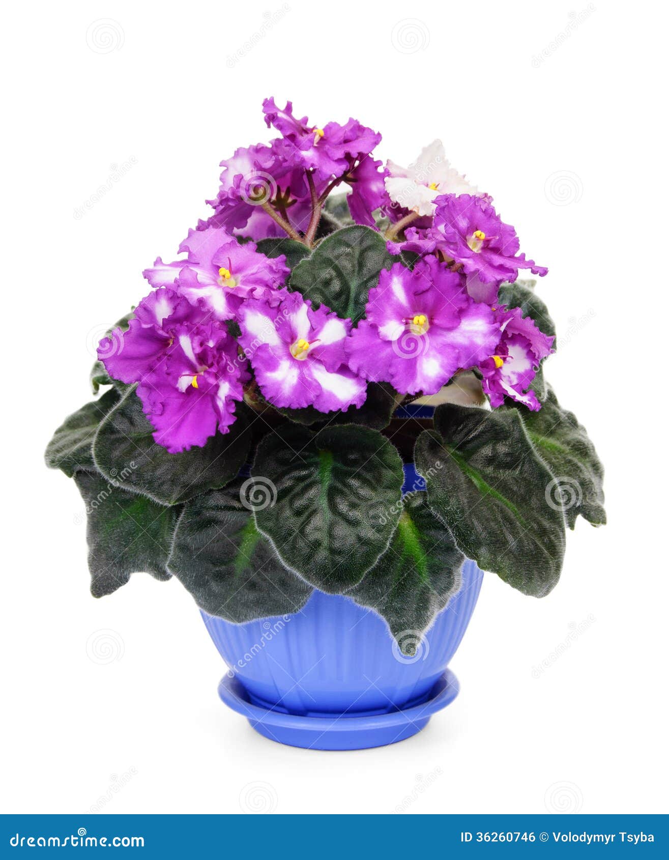 Fresh violets in pot stock photo. Image of isolated, foliage 36260746