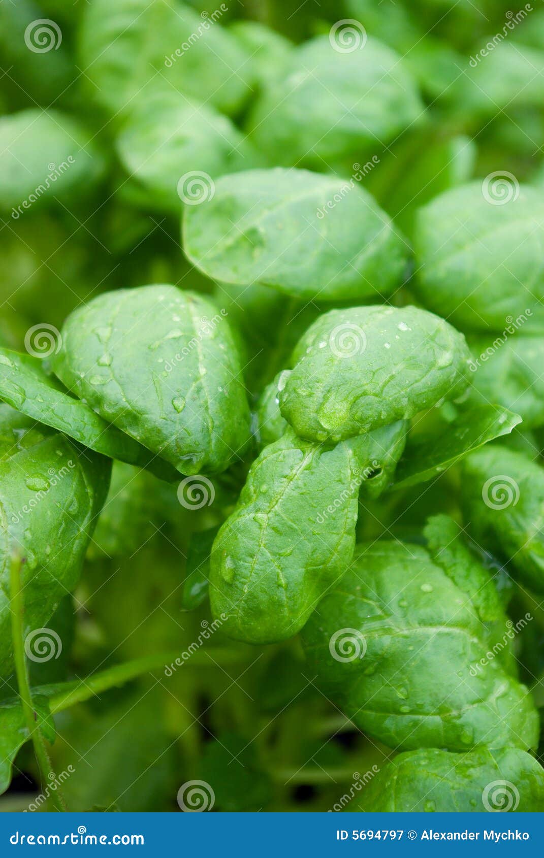Fresh washed baby spinach stock image. Image of healthy - 5694797