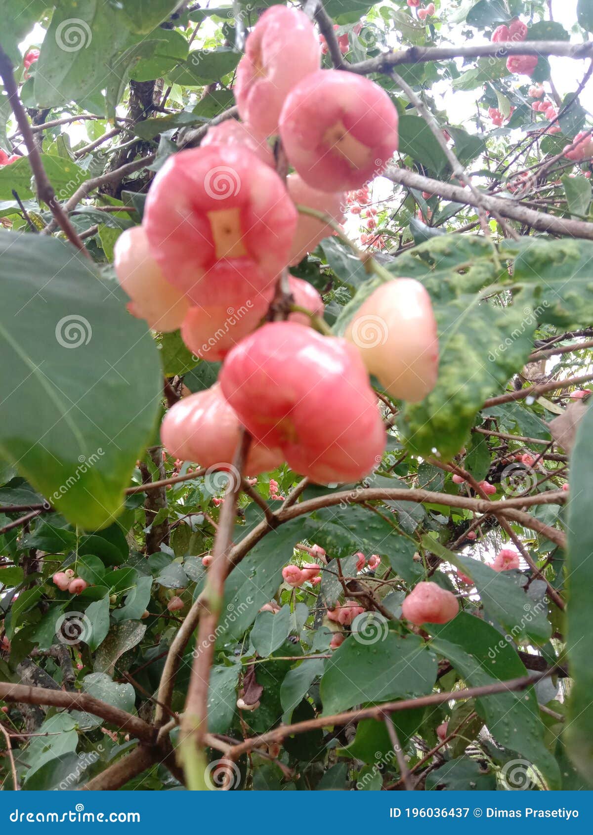 Fresh water apple stock image. Image of food, vegetable 196036437