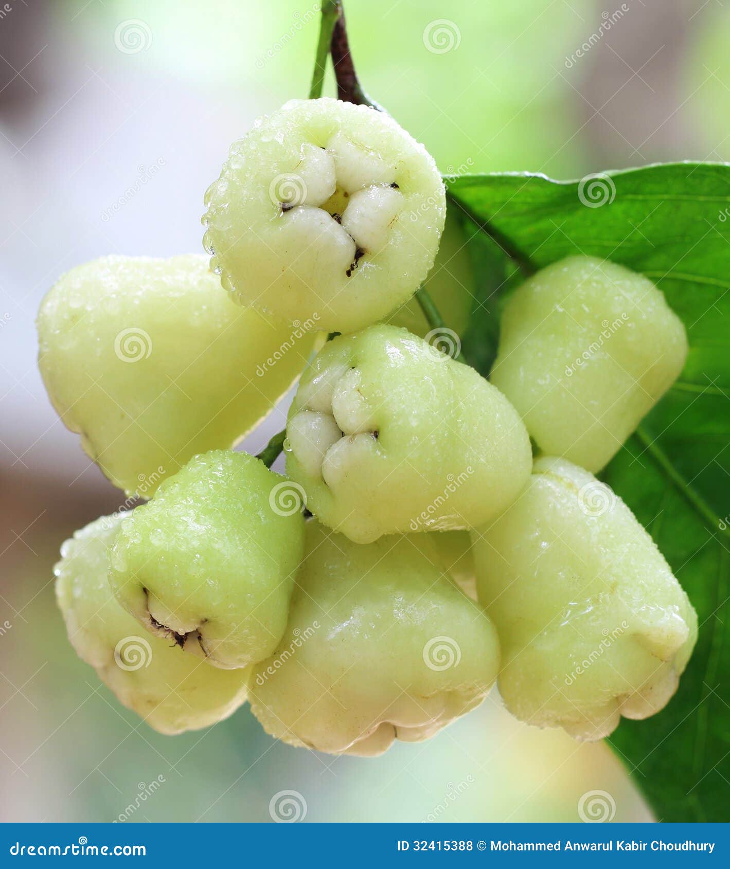 Fresh Water Apple or Rose Apple Stock Photo Image of bell, india 32415388