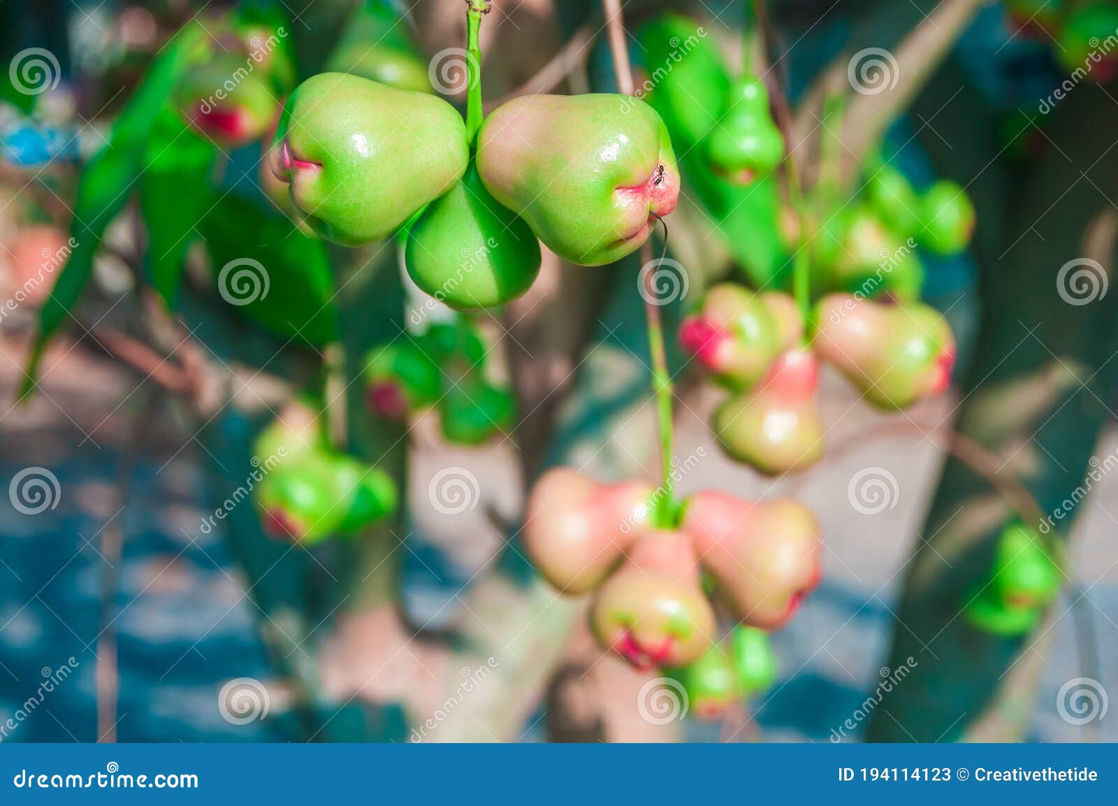 Fresh Water Apple or Rose Apple Fruit Hanging on Tree Stock Image