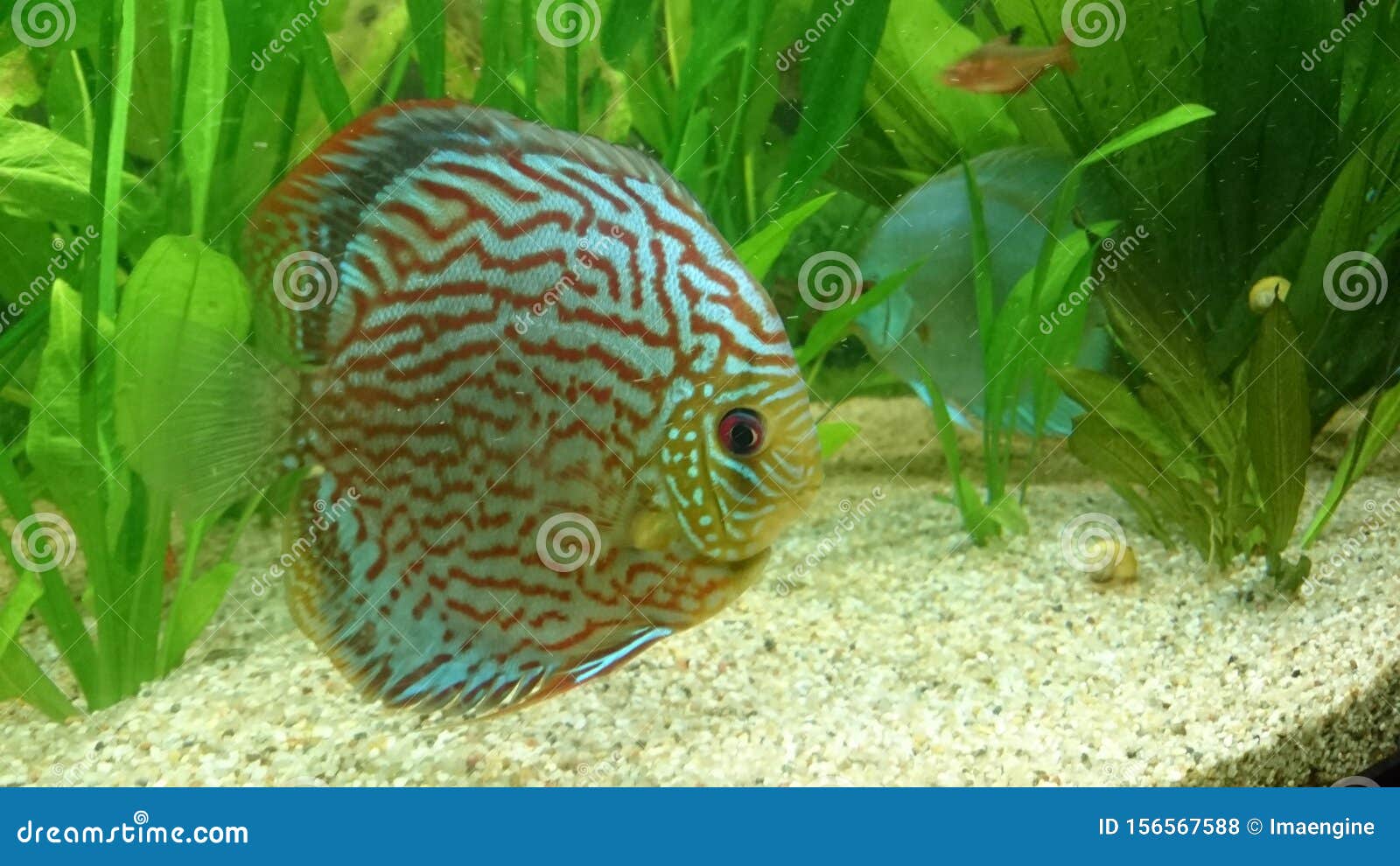 Fresh Water Aquarium with Discus Fish & X28; Amazon Fish and Plants