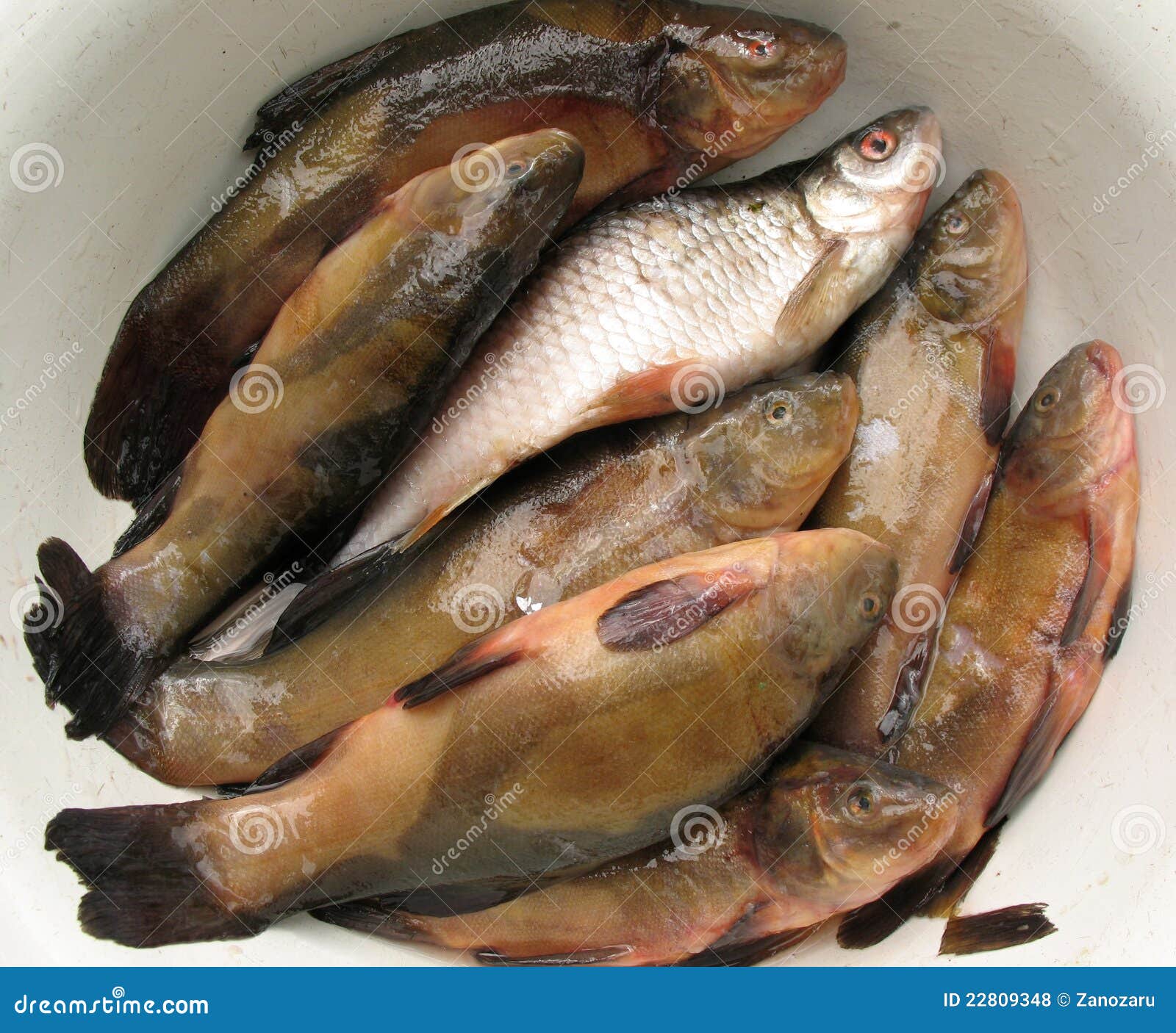 Fresh water fish stock photo. Image of tench, farming