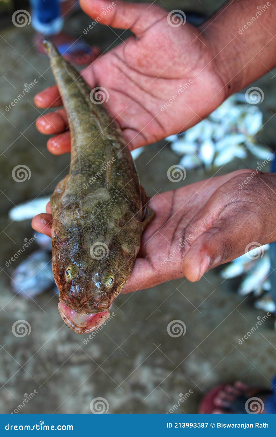 Fresh Water Tank Goby Fish N Hand in Nice Blur Background Hd Wallaper Stock  Image - Image of chitrakoot, aquaculture: 213993587