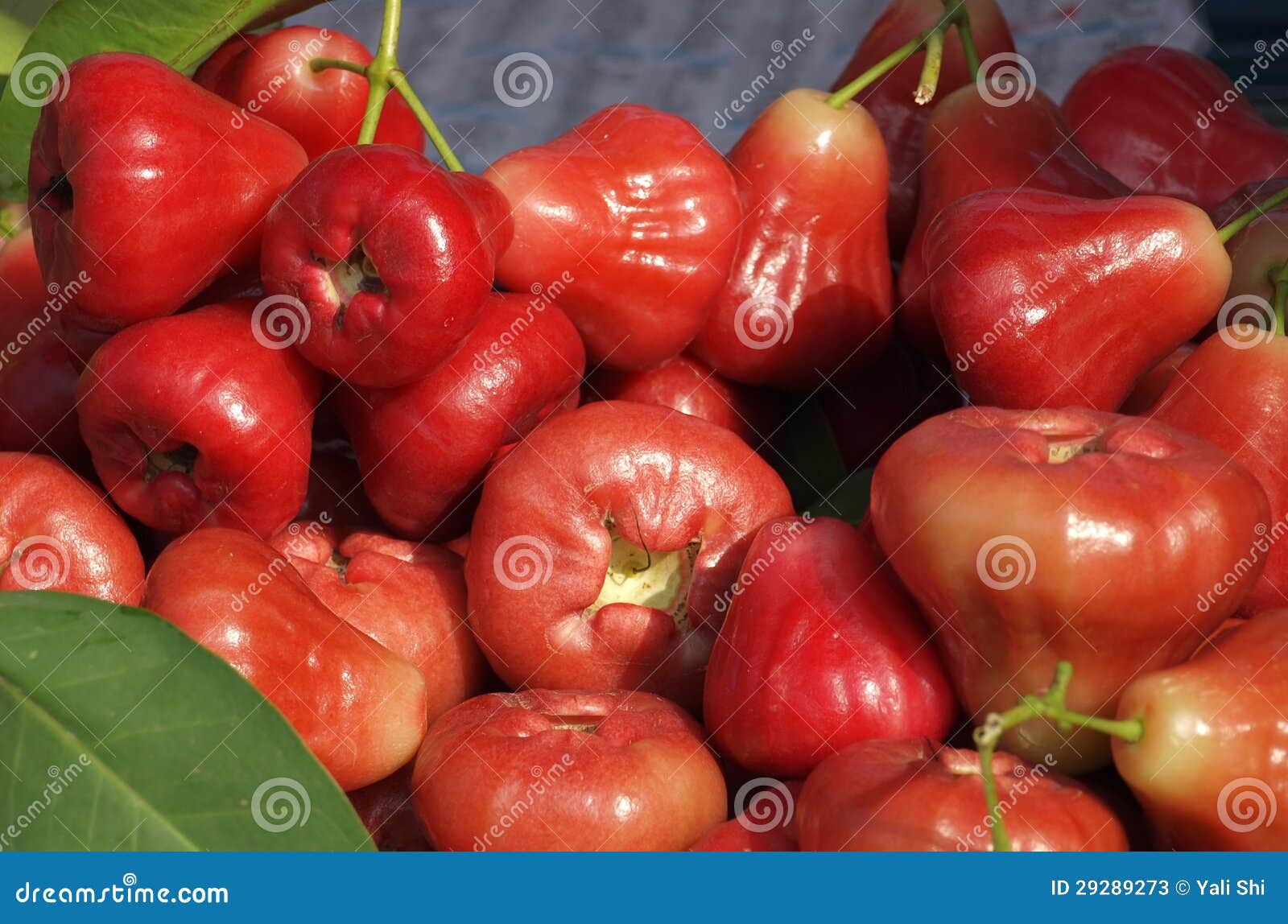 Fresh Wax Apples or Bell Fruits Stock Image Image of twigs, fresh