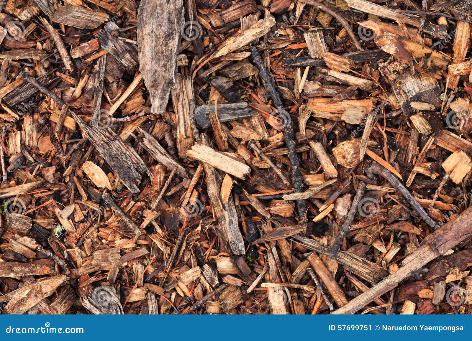 Fresh Wet Wood Chip from Pine Tree Stock Image Image of natural