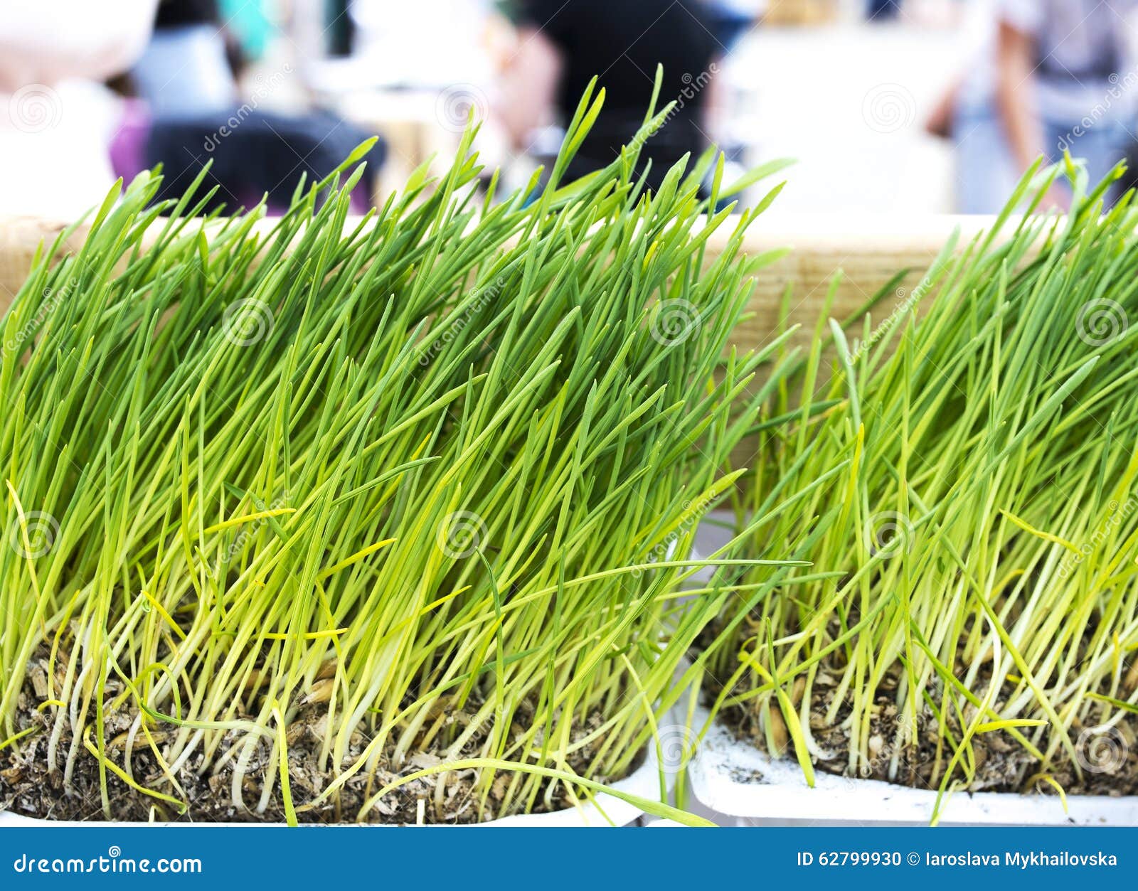 Fresh Wheatgrass for Juicing Stock Photo Image of growing, vibrant