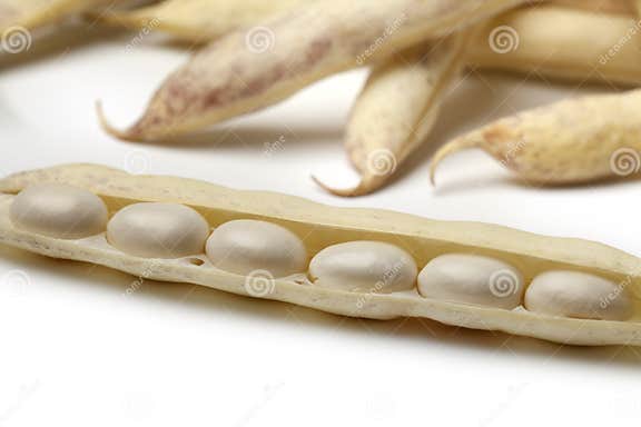 Fresh white coco beans stock image. Image of cocos, beans - 32314095