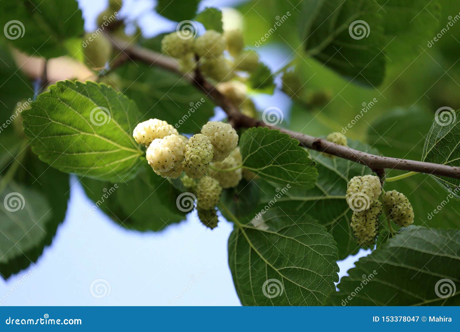 Fresh White Mulberries and Leaves on Tree Stock Image Image of