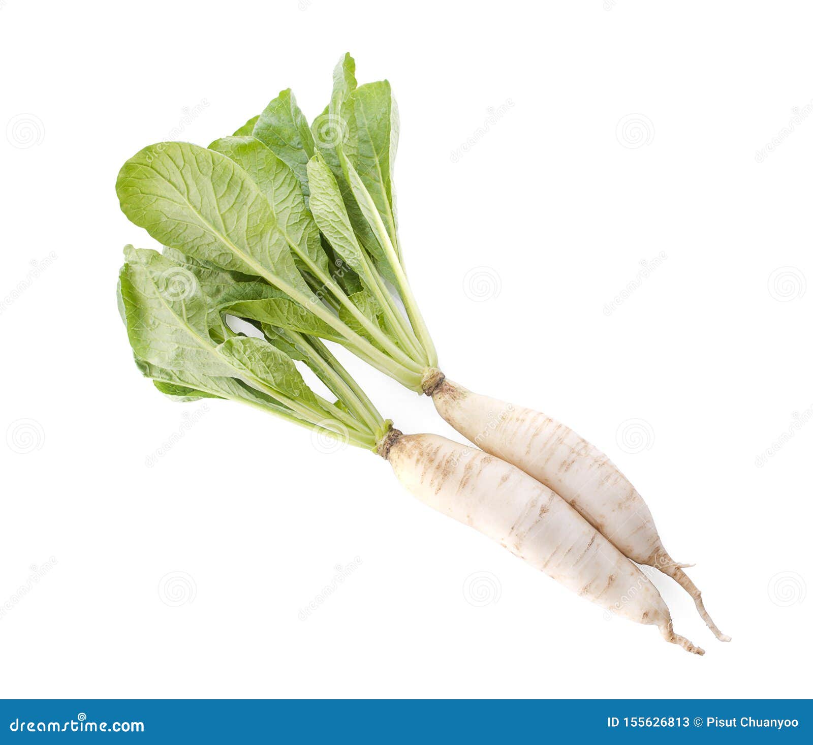 Fresh White Radish Isolated on White Background Stock Image Image of