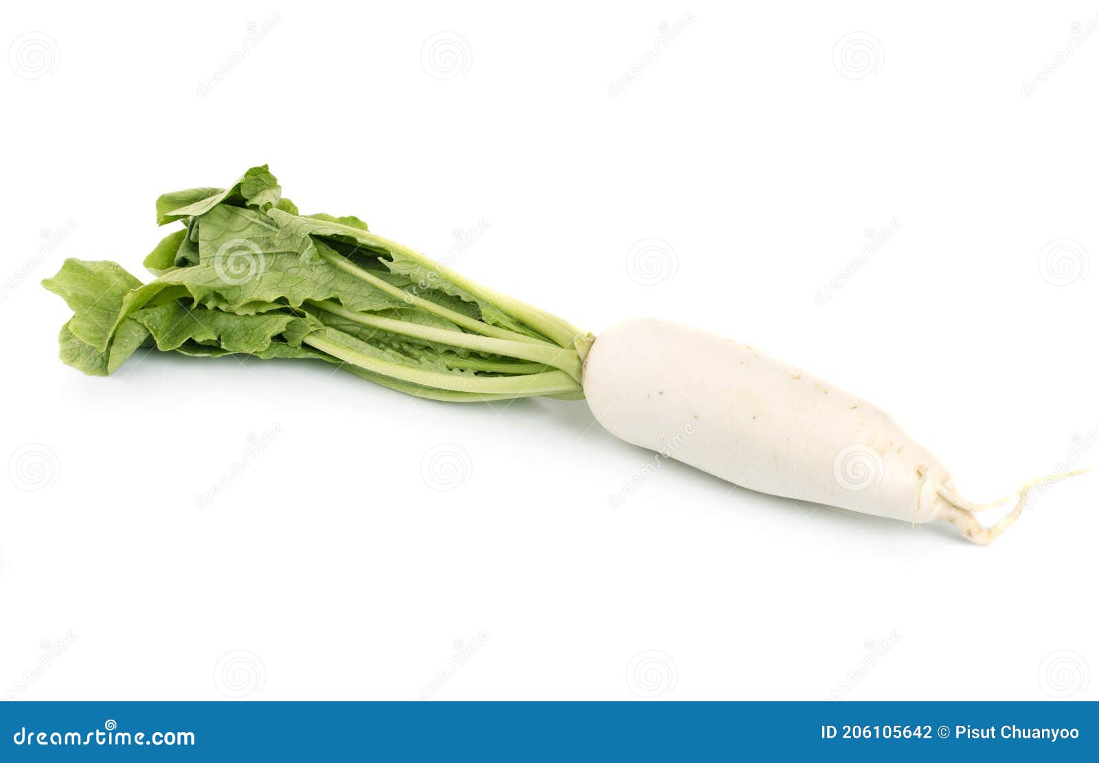 Fresh White Radish Isolated on White Background Stock Photo Image of