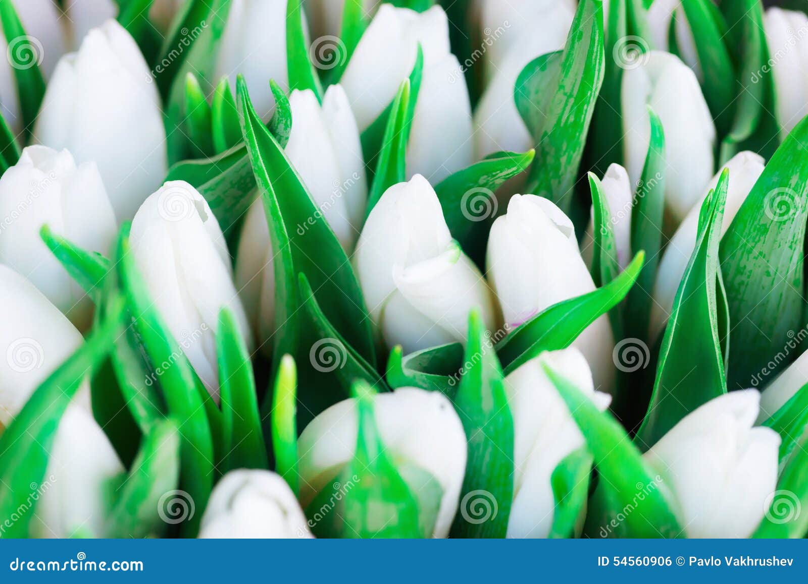 Fresh white tulips stock photo. Image of plant, beauty 54560906