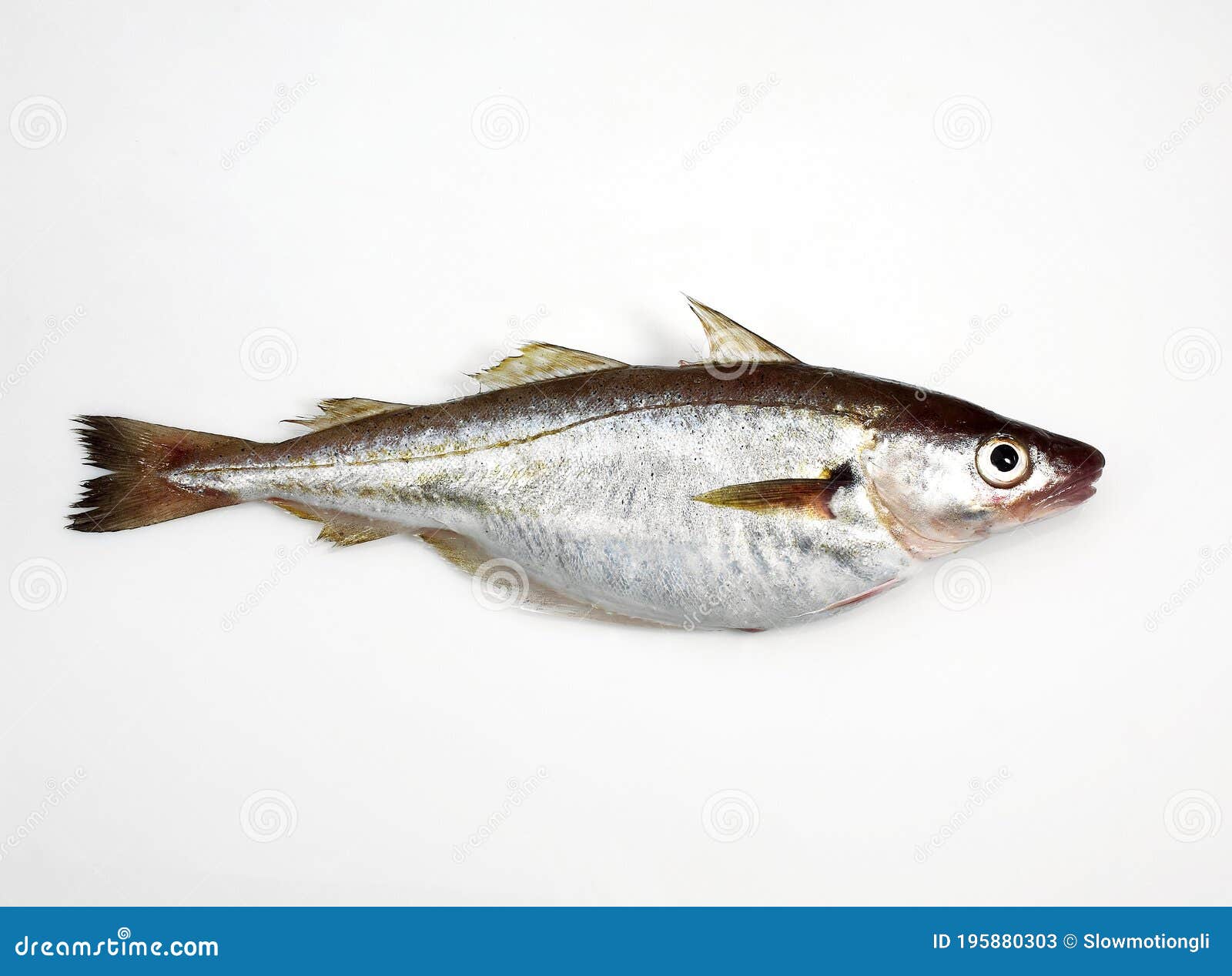 Fresh Whiting, Merlangius Merlangus, Fish Against White Background