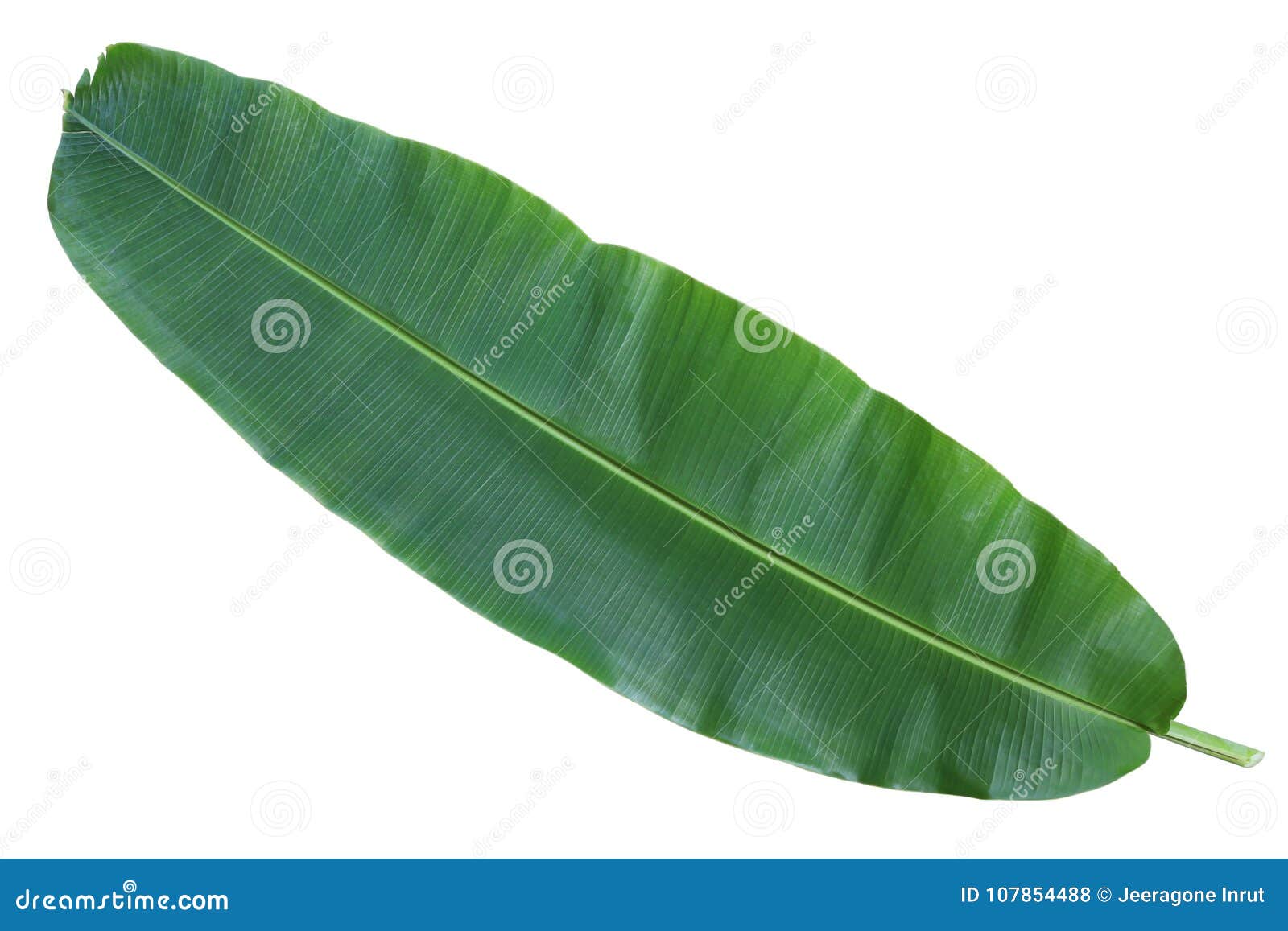 Fresh whole banana leaf stock photo. Image of nature 107854488