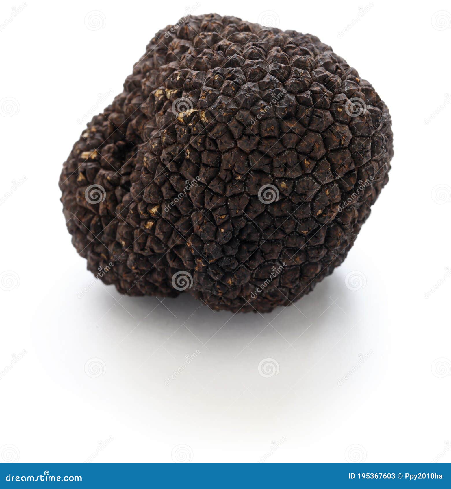 Fresh whole black truffle stock image. Image of isolated 195367603