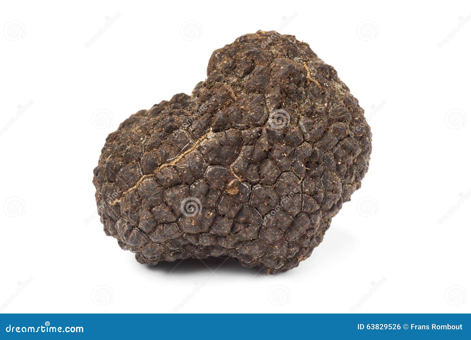 Fresh whole black truffle stock photo. Image of black 63829526