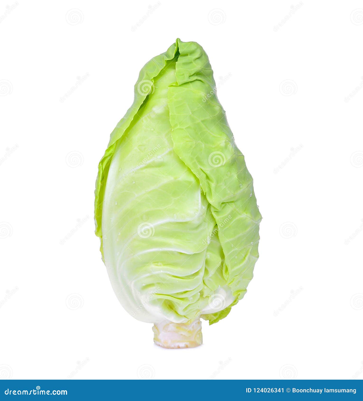 fresh whole green pointed cabbage  on white