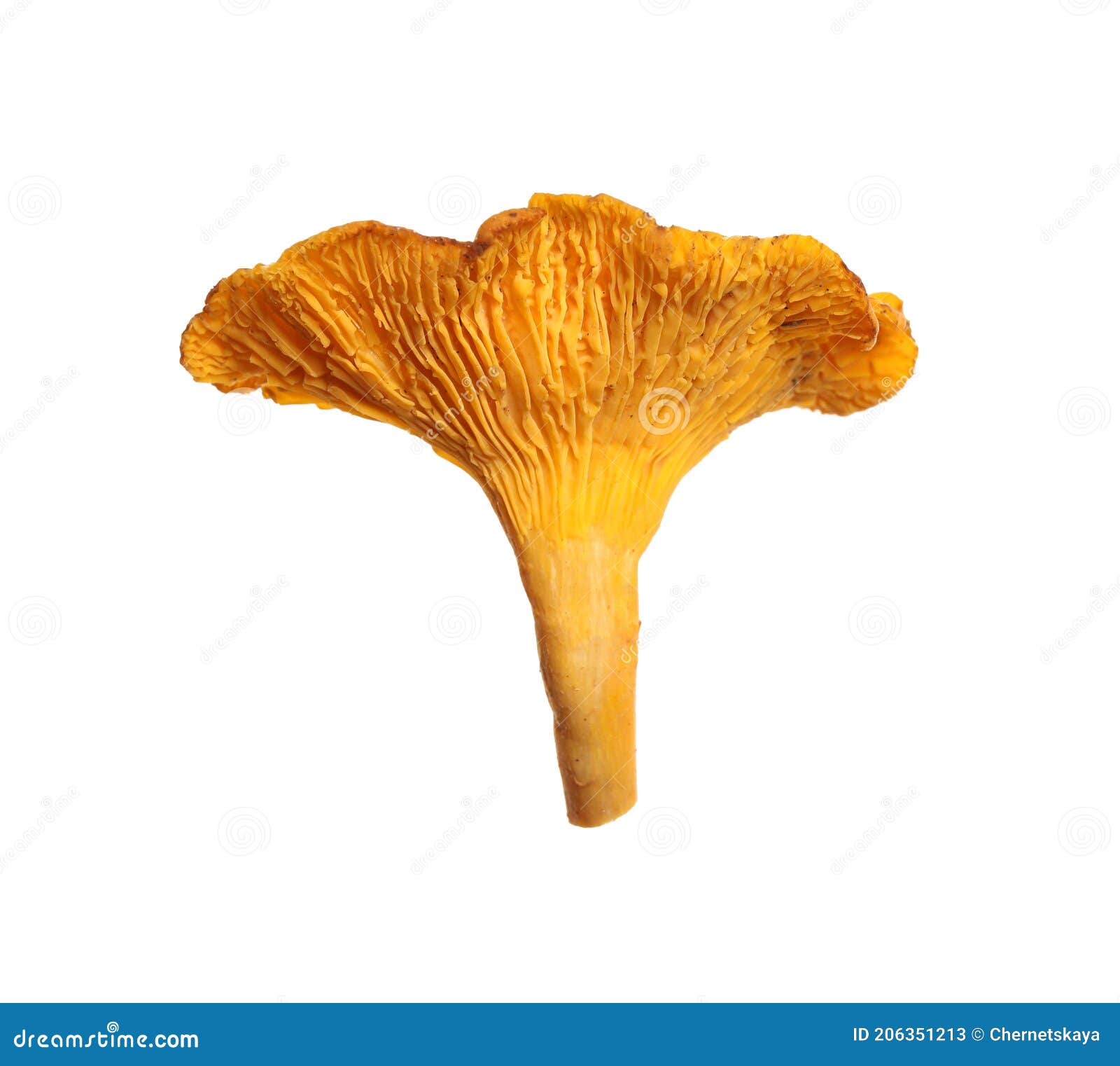 Fresh Wild Chanterelle Mushroom Isolated on White Stock Image Image