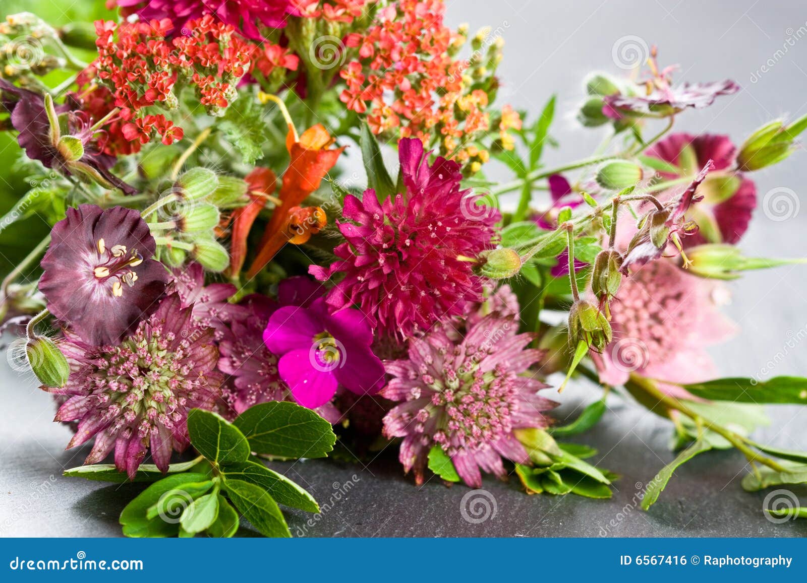 Fresh wild flowers stock photo. Image of flora, decoration 6567416