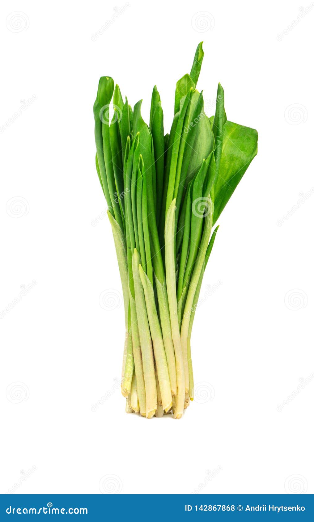 Fresh wild garlic stock photo. Image of onion, healthy 142867868