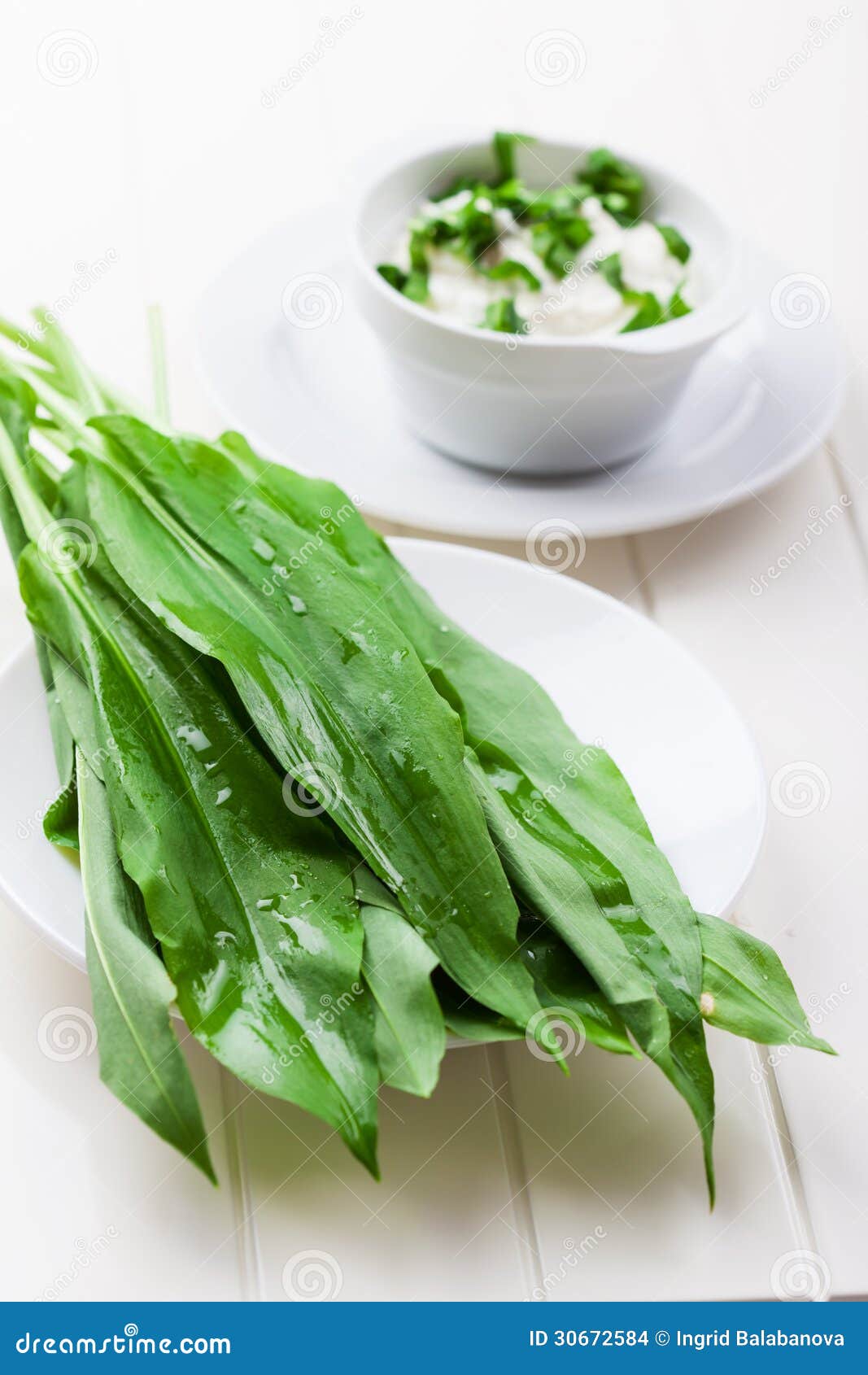 Fresh wild garlic leaves stock photo. Image of allium 30672584